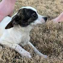 Thumbnail photo of Ava #1