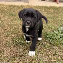 Thumbnail photo of Blue #2