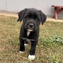 Thumbnail photo of Blue #4