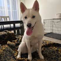 Thumbnail photo of Blue #3