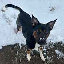 Thumbnail photo of McCallister #4