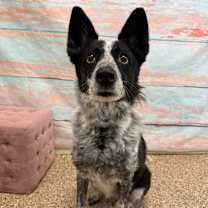 Thumbnail photo of Skye #1