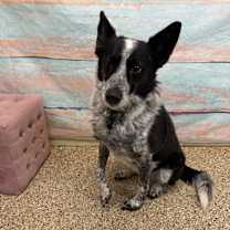 Thumbnail photo of Skye #2