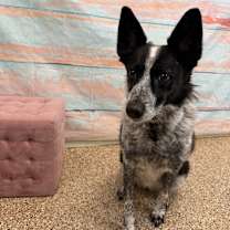 Thumbnail photo of Skye #3