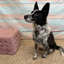 Thumbnail photo of Skye #4