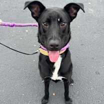 Thumbnail photo of Stormy #1