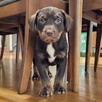 Thumbnail photo of Hashbrown #1