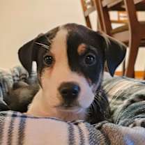 Thumbnail photo of Bacon #1