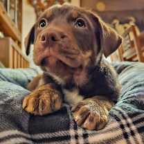 Thumbnail photo of Hashbrown #4