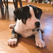 Thumbnail photo of Bacon #4