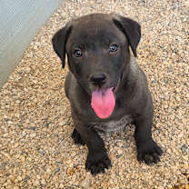 Thumbnail photo of Zuca AL #2