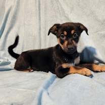 Thumbnail photo of Huntress AL #2