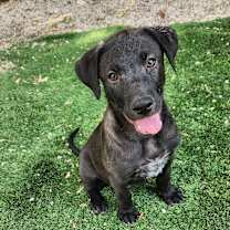 Thumbnail photo of Zuca AL #4