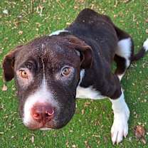 Thumbnail photo of The Gingerbread Man #3