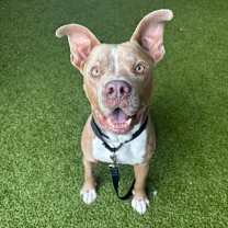 Thumbnail photo of Razzmatazz #1