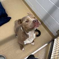 Thumbnail photo of Razzmatazz #2