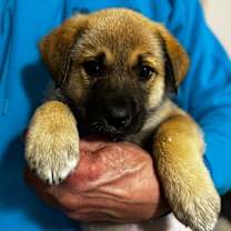 Thumbnail photo of NY Sesame Bean Avail Dec 27 (Tractor Supply - Patterson) #1