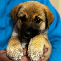 Thumbnail photo of NY Sesame Bean Avail Dec 27 (Tractor Supply - Patterson) #2