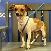 Thumbnail photo of FINCH #1