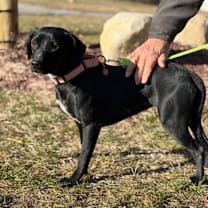 Thumbnail photo of LUCIE #1