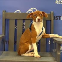 Thumbnail photo of DOYLE #4