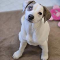 Thumbnail photo of Salmon (Sally) #1