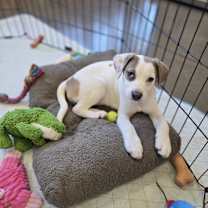 Thumbnail photo of Salmon (Sally) #2