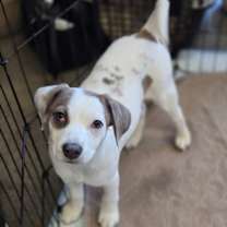 Thumbnail photo of Salmon (Sally) #3