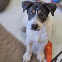 Thumbnail photo of Trout #3