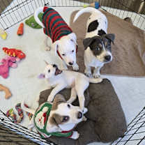 Thumbnail photo of Trout #4