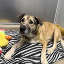 Thumbnail photo of Mocha #2