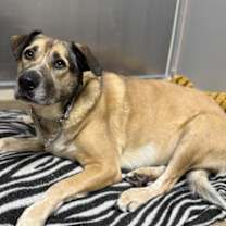 Thumbnail photo of Mocha #3