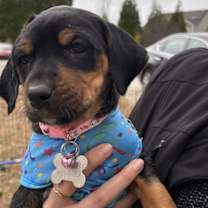 Thumbnail photo of Moonshot - Lottery Litter #1