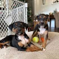 Thumbnail photo of Moonshot - Lottery Litter #2