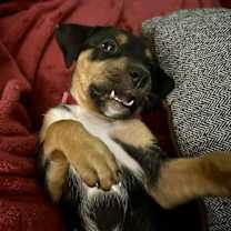 Thumbnail photo of Moonshot - Lottery Litter #4