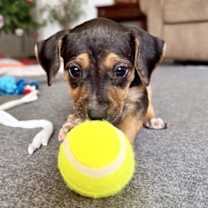 Thumbnail photo of Fortuna - Lottery Litter #2