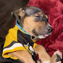 Thumbnail photo of Fortuna - Lottery Litter #3