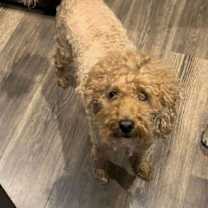 Thumbnail photo of Stella (Courtesy) #1