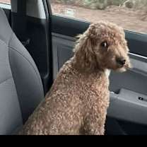 Thumbnail photo of Stella (Courtesy) #2