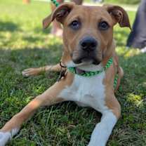 Thumbnail photo of Finch #2