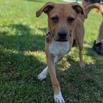 Thumbnail photo of Finch #3