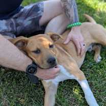 Thumbnail photo of Finch #4