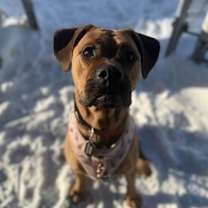 Thumbnail photo of Piper #1