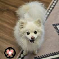 Thumbnail photo of Puff #1