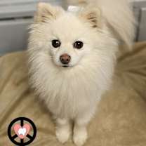 Thumbnail photo of Puff #2