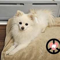 Thumbnail photo of Puff #3