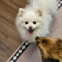 Thumbnail photo of Puff #4