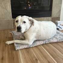 Thumbnail photo of Febe and Draco #1