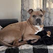 Thumbnail photo of Roscoe #1