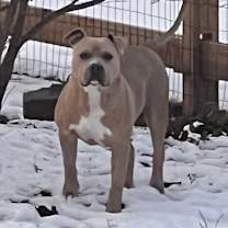 Thumbnail photo of Roscoe #2